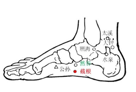 截根穴位置|截根